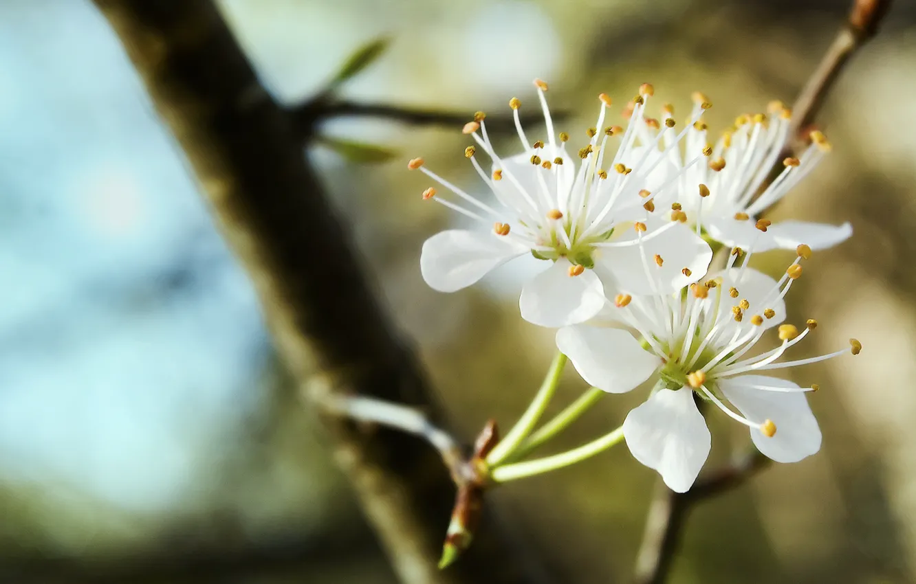 Photo wallpaper trio, flowering, white