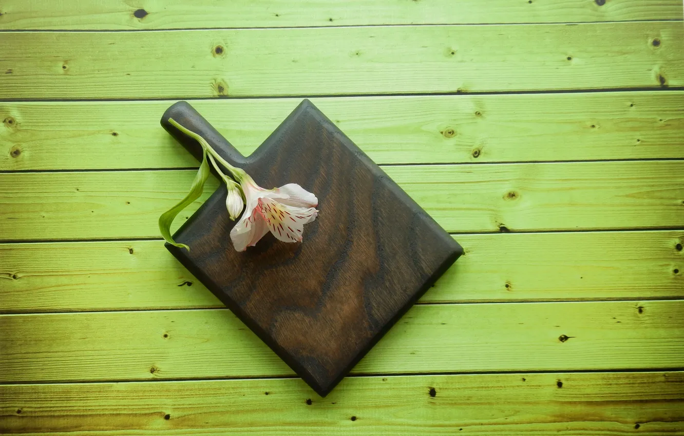 Photo wallpaper flowers, green background, widescreen, flowers, beautiful, background, фон background, romantic