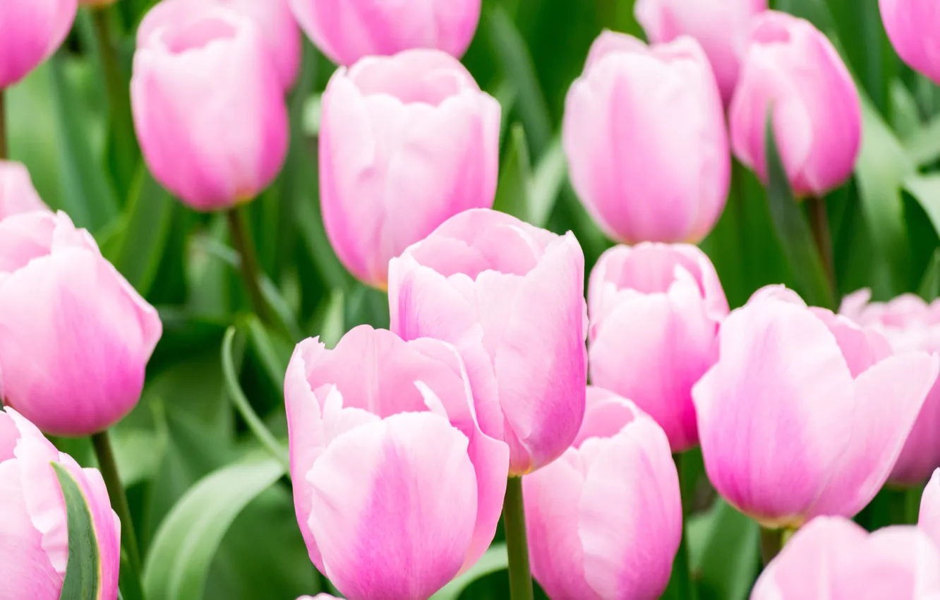 Photo wallpaper macro, flowers, spring, tulips, pink, buds, flowerbed