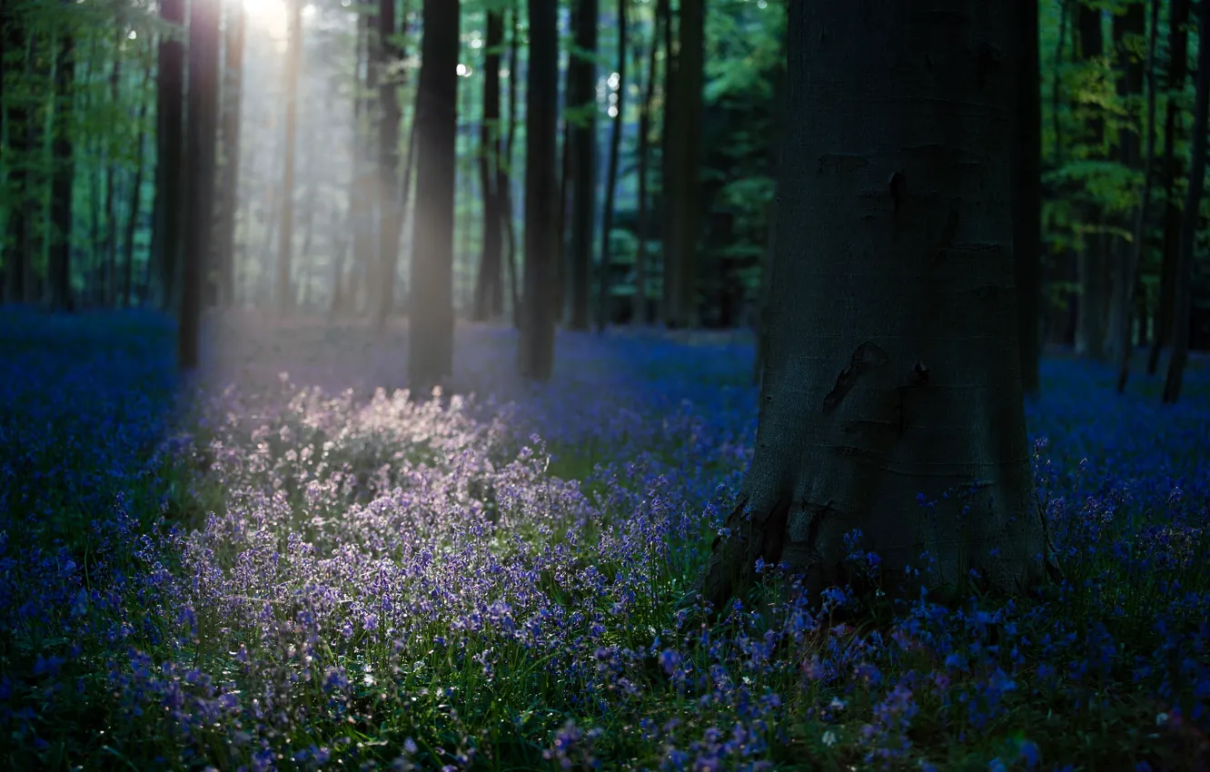 Photo wallpaper forest, light, flowers, morning