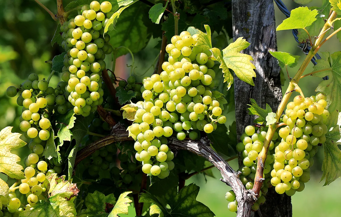 Photo wallpaper leaves, green, harvest, fruit, grapes, vineyard, bunches, hanging