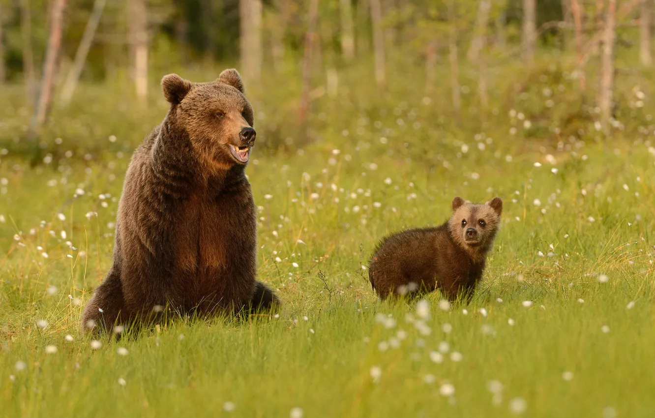 Photo wallpaper greens, forest, summer, grass, look, face, nature, pose