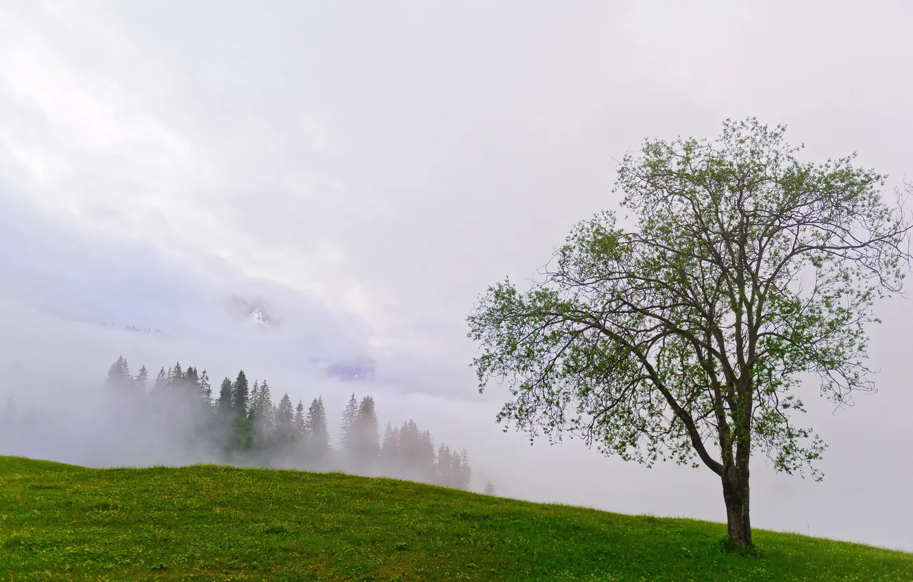 Photo wallpaper summer, trees, landscape, mountains, fog