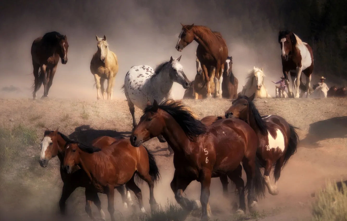 Photo wallpaper nature, horses, the herd