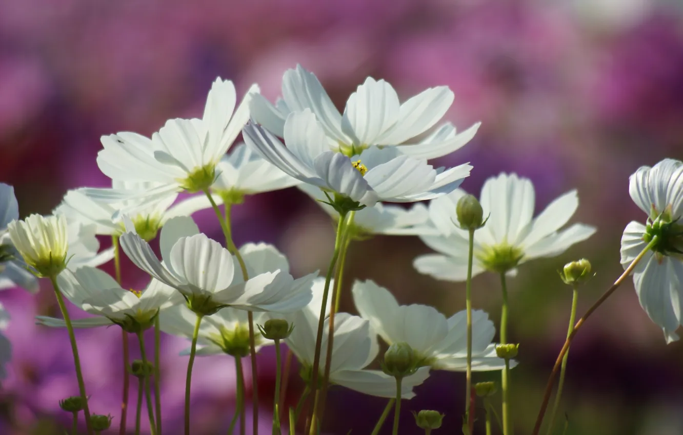 Photo wallpaper flowers, blur, white, kosmeya, polevo