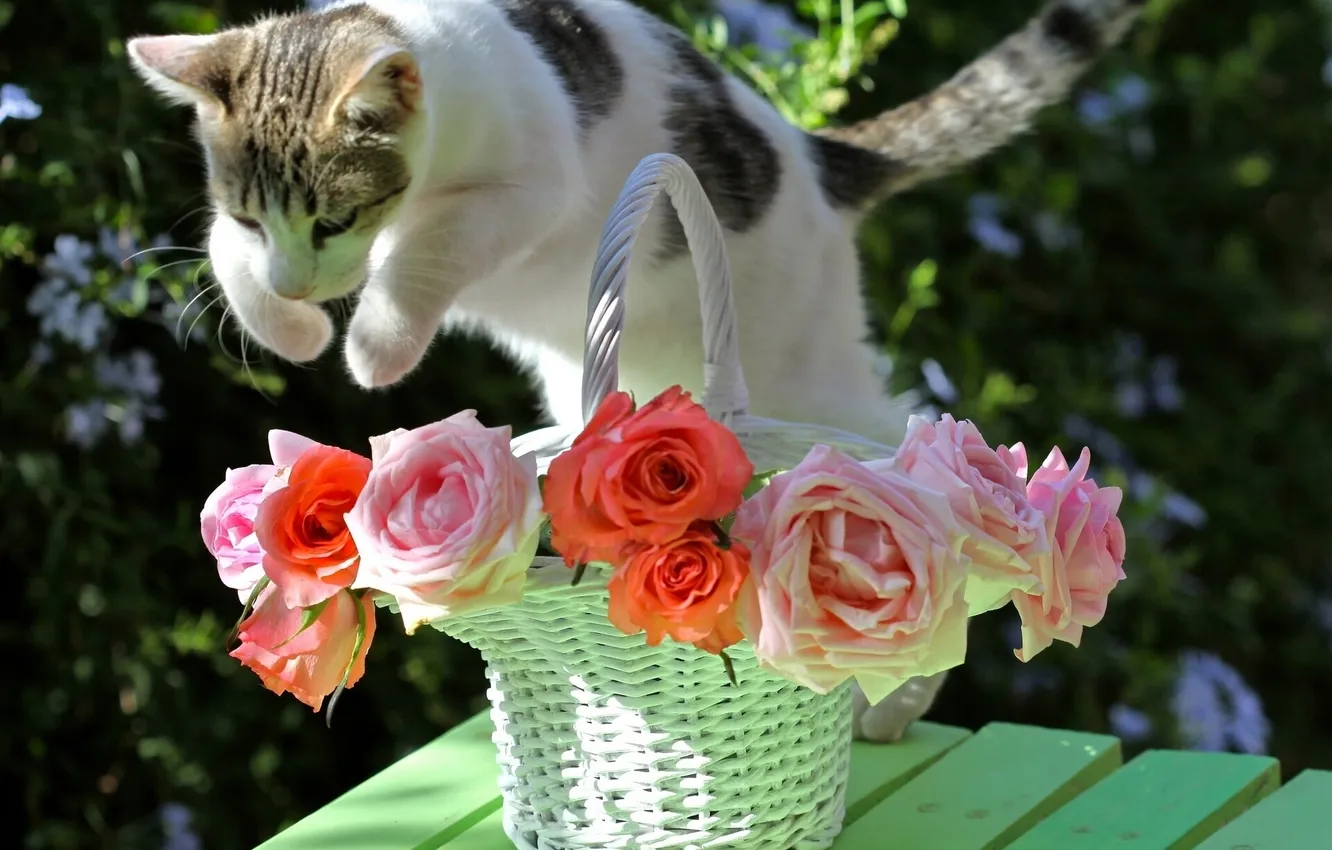 Photo wallpaper cat, cat, jump, basket, roses, © Elena Di Guardo