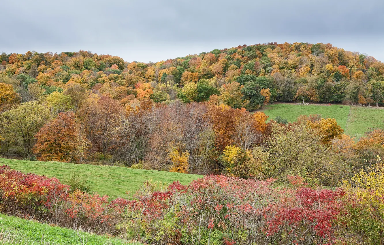 Photo wallpaper field, autumn, forest, the sky, grass, hills, the bushes