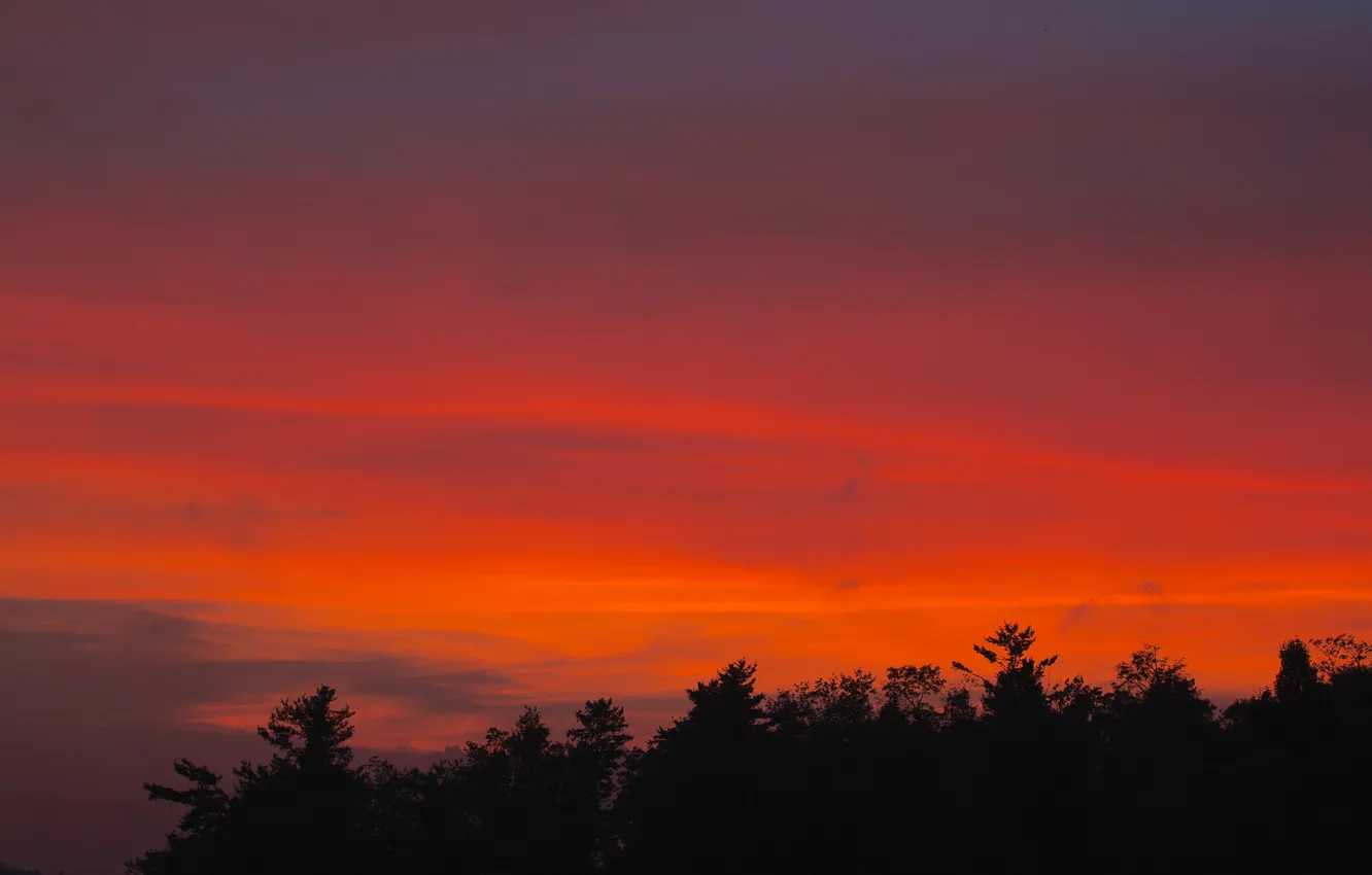 Photo wallpaper forest, the sky, clouds, trees, the evening, silhouette, glow