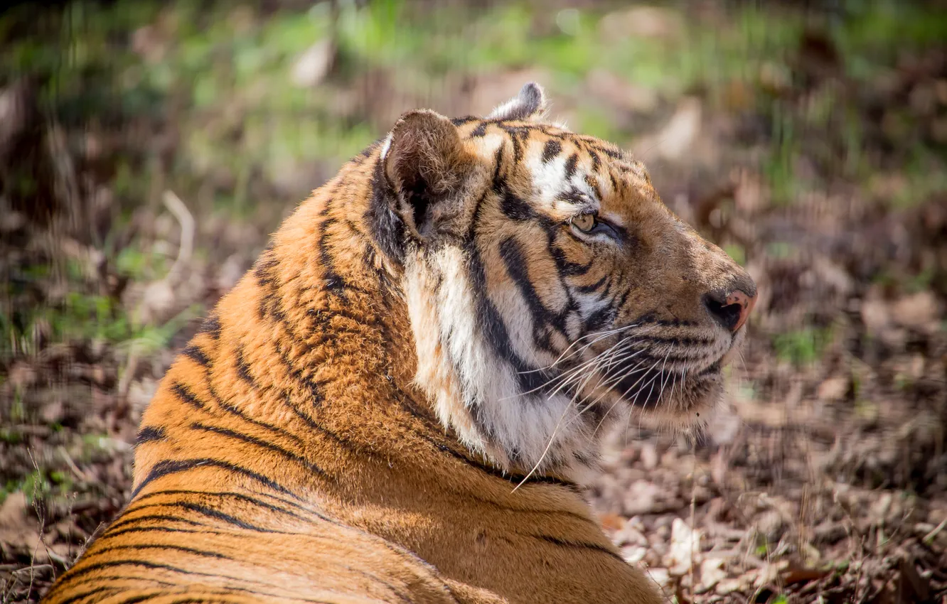 Photo wallpaper cat, tiger, profile, Amur