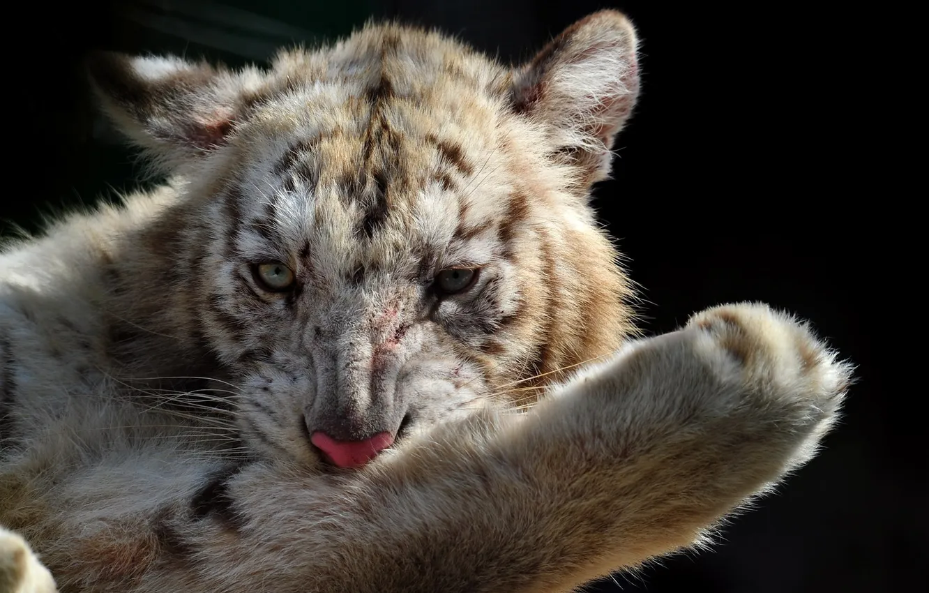 Photo wallpaper tiger, photo, big cat