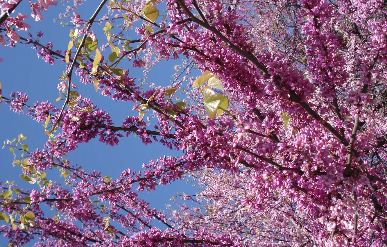 Photo wallpaper flowers, spring, lilac, blue sky