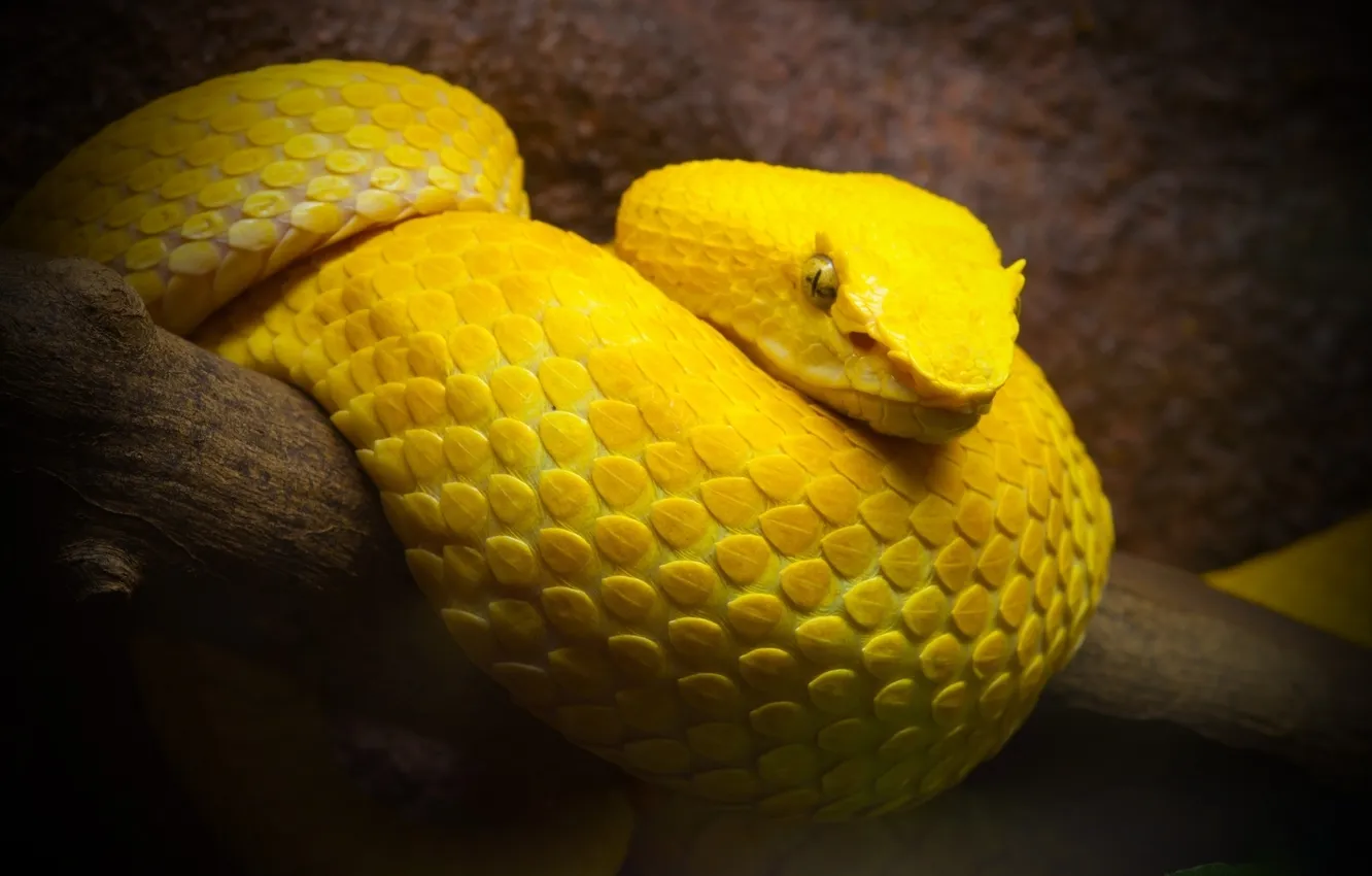 Photo wallpaper snake, looks, yellow