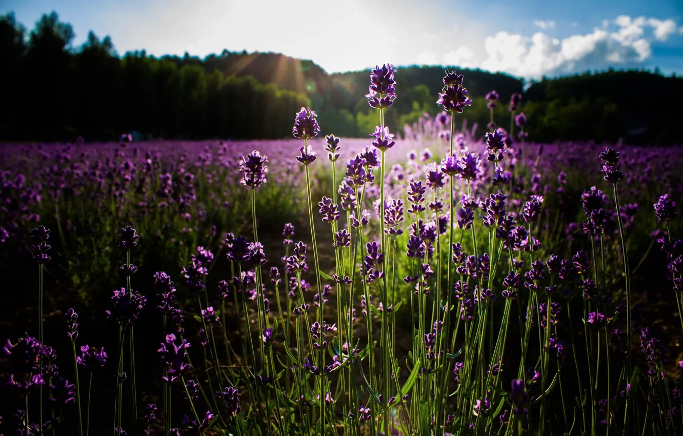 Photo wallpaper summer, the sun, flowers, lavender