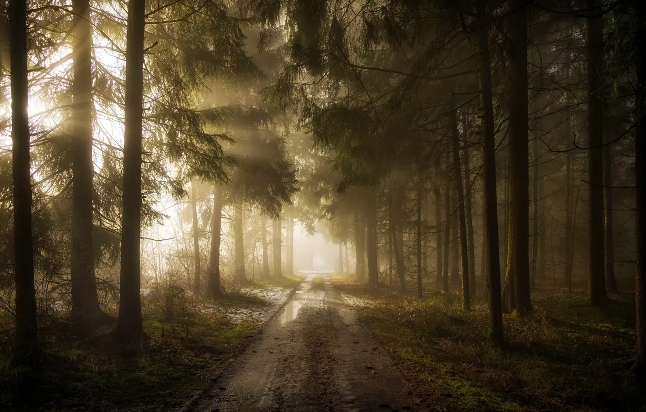 Photo wallpaper road, forest, fog