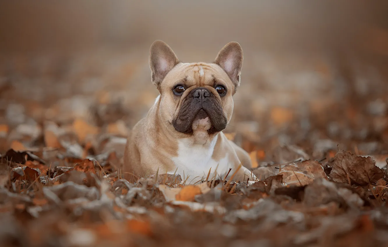 Photo wallpaper autumn, look, foliage, portrait, dog, face, bokeh, French bulldog