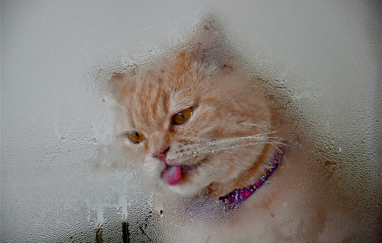 Photo wallpaper language, cat, cat, glass, face, drops, background, rain