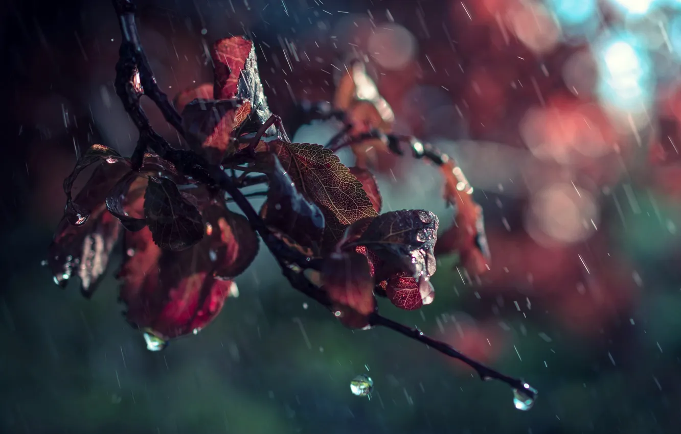 Photo wallpaper leaves, drops, macro, rain, branch, bokeh