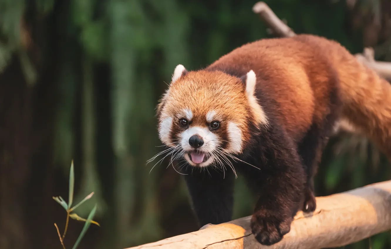 Photo wallpaper language, pose, background, red Panda, log, red Panda
