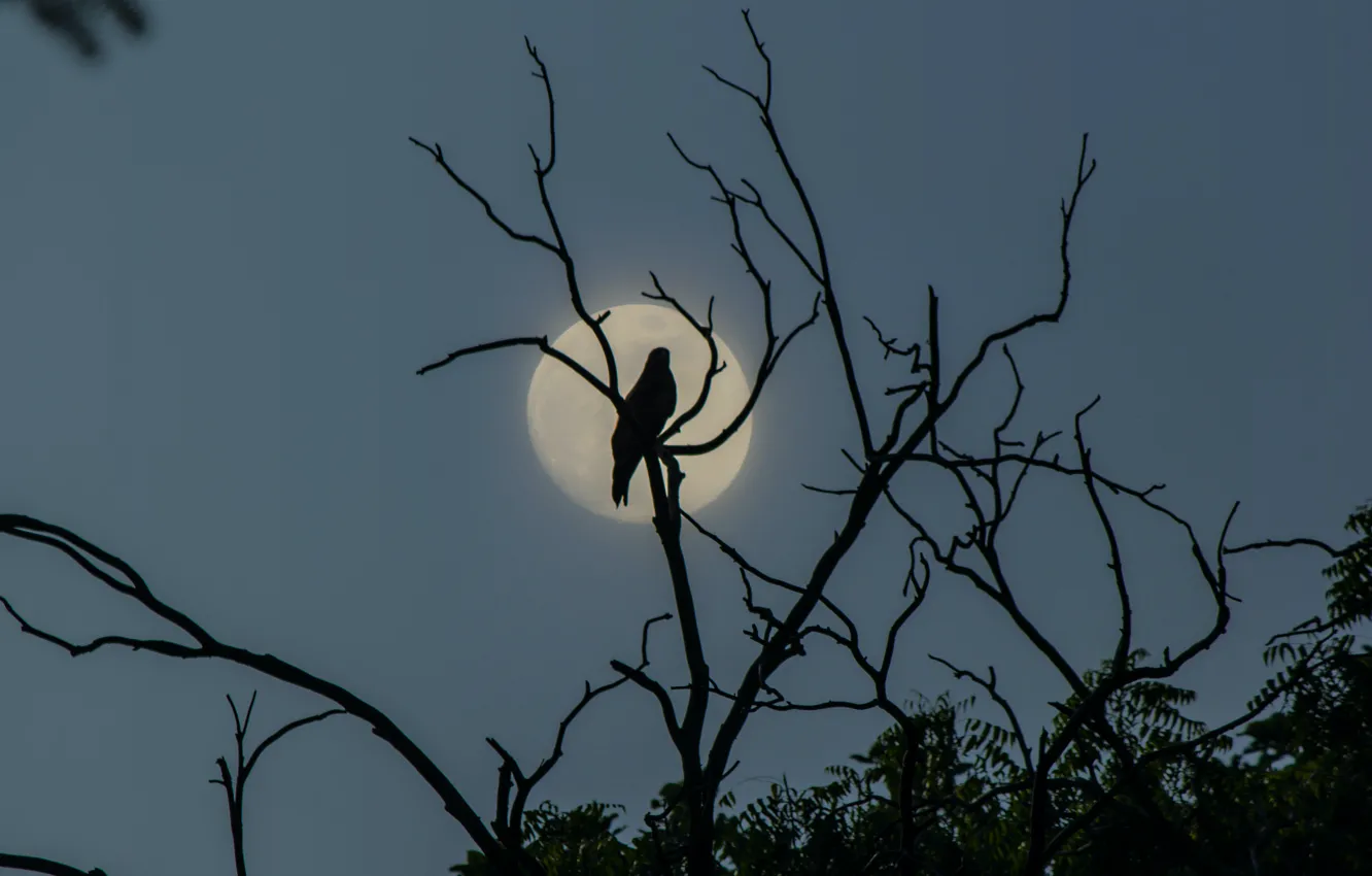 Photo wallpaper the sky, night, branches, nature, bird, the moon, India, Sultanpur National Park