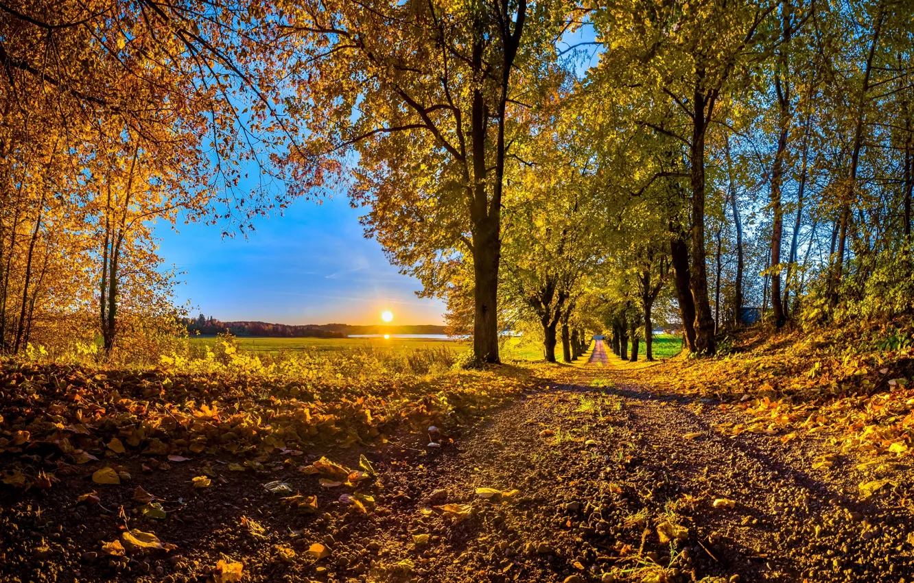 Photo wallpaper road, autumn, leaves, trees, sunset, The sun