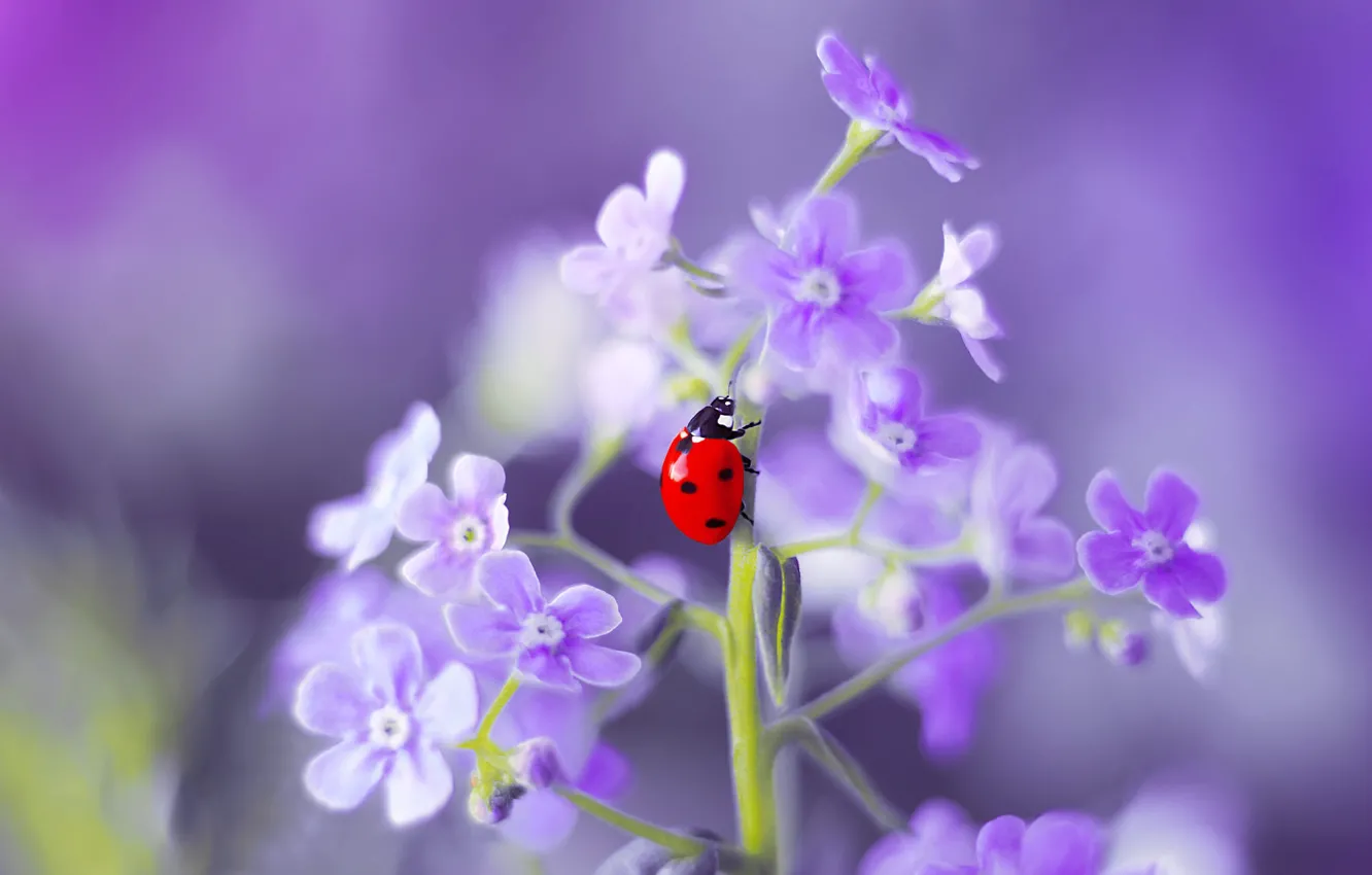 Photo wallpaper flower, macro, nature, ladybug, beetle, insect, forget-me-not