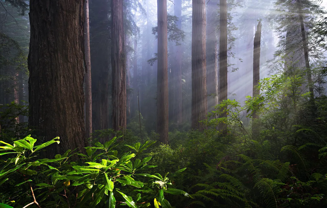 Photo wallpaper USA, forest, California, Redwoods