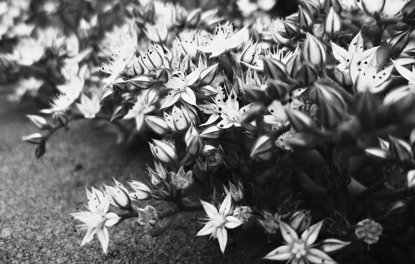 Photo wallpaper Flowers, Garden, Belarus, Black and white, Unity, Multiplication