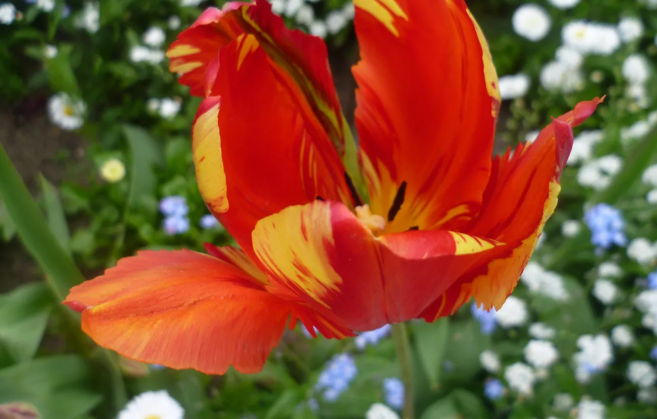 Photo wallpaper macro, flowers, strip, meadow, tulips, Belarus