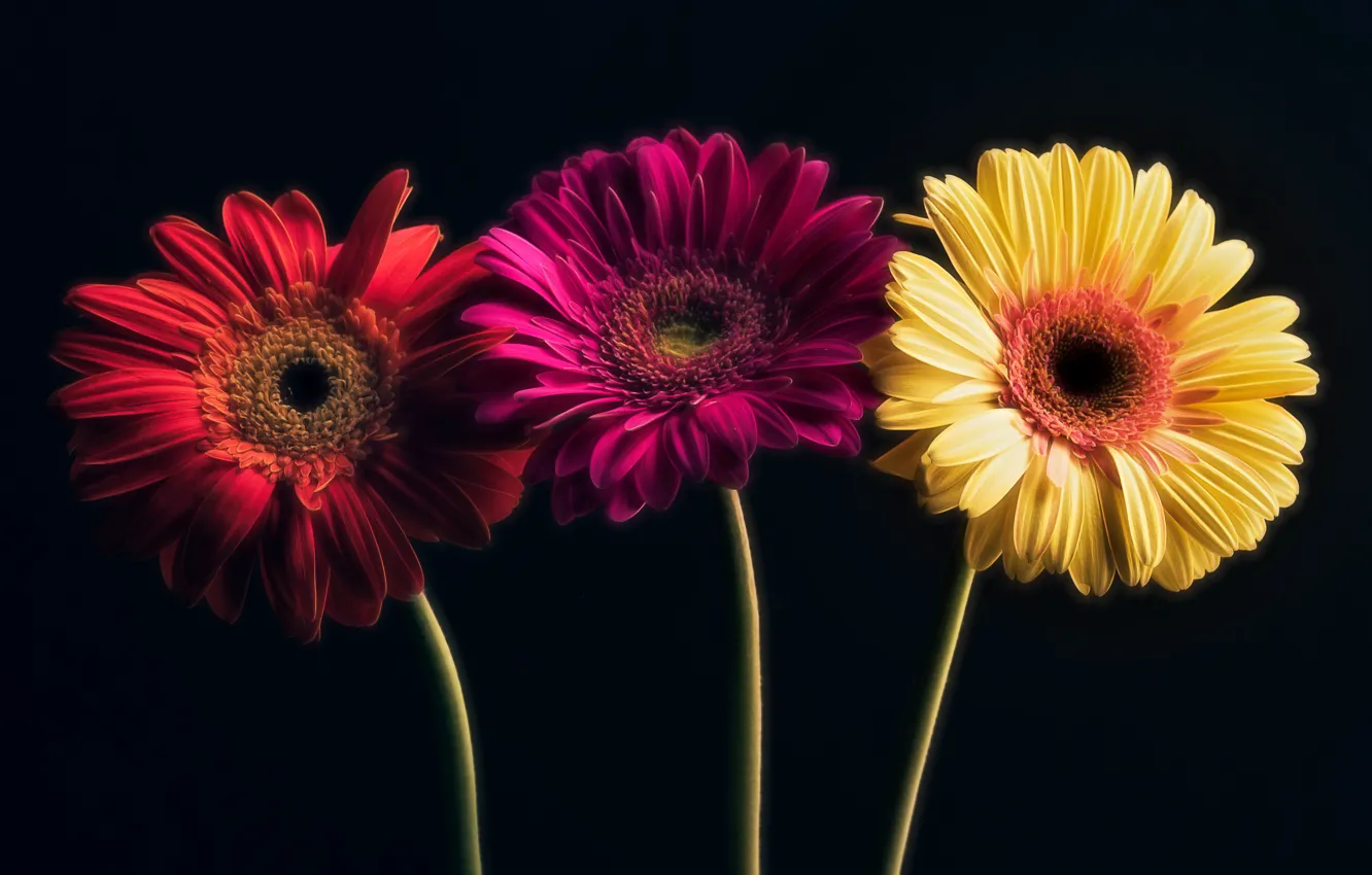 Photo wallpaper flowers, nature, background, gerbera