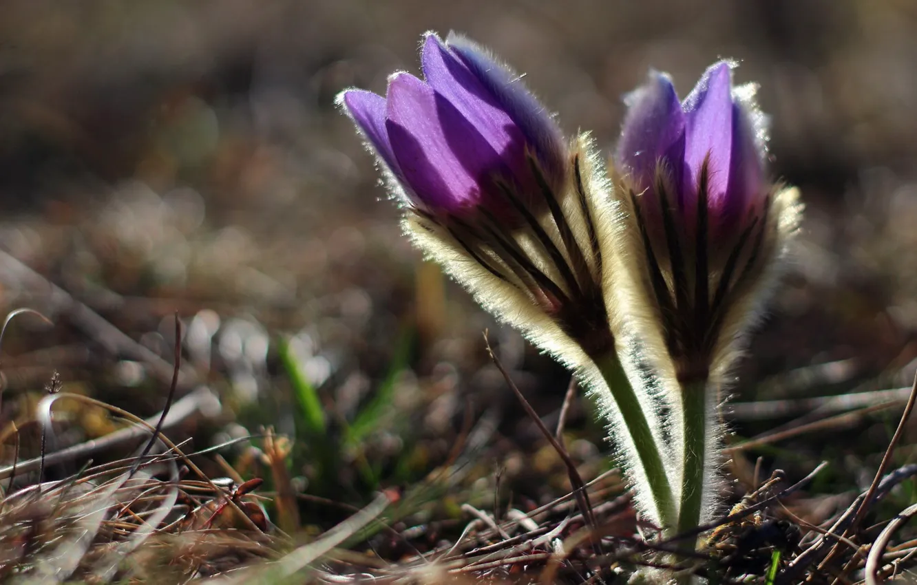 Photo wallpaper flowers, spring, lilac, cross