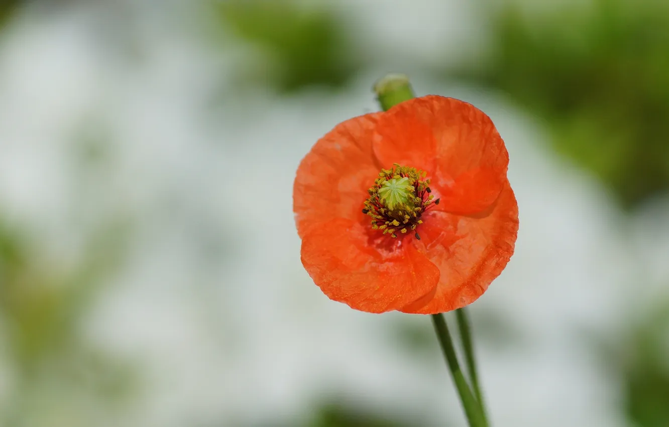 Photo wallpaper macro, flowers, red, Mac