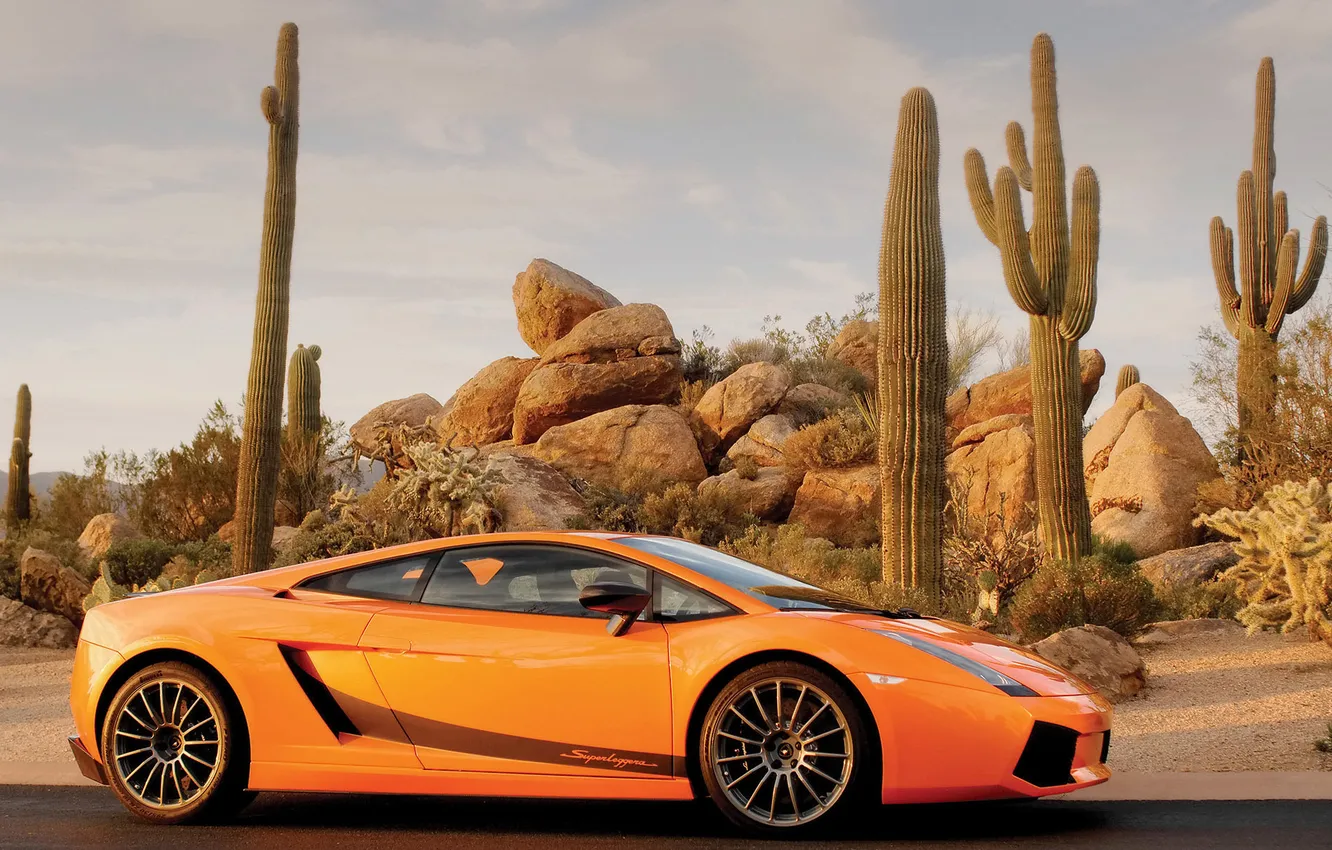 Photo wallpaper desert, cacti, Gallardo