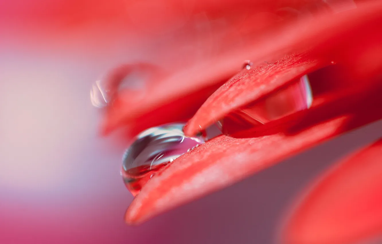 Photo wallpaper water, drops, macro, flowers, petals