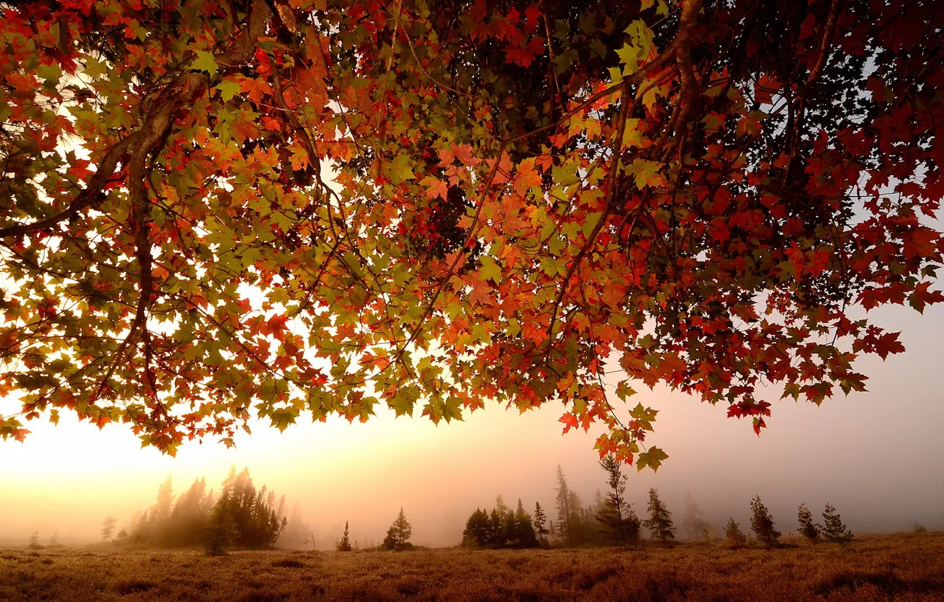 Photo wallpaper autumn, leaves, fog