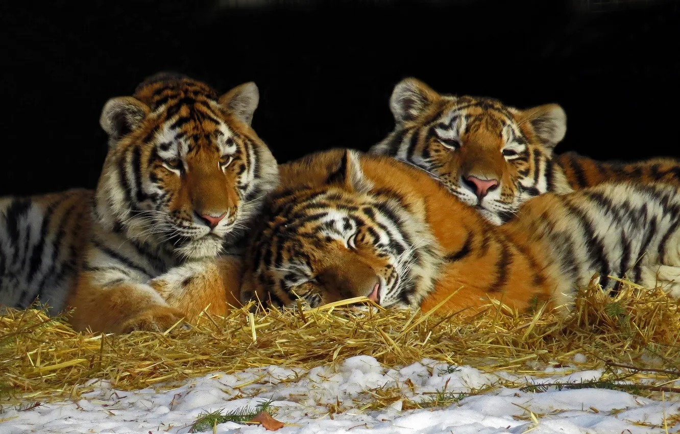 Photo wallpaper stay, hay, tigers, trio, the cubs