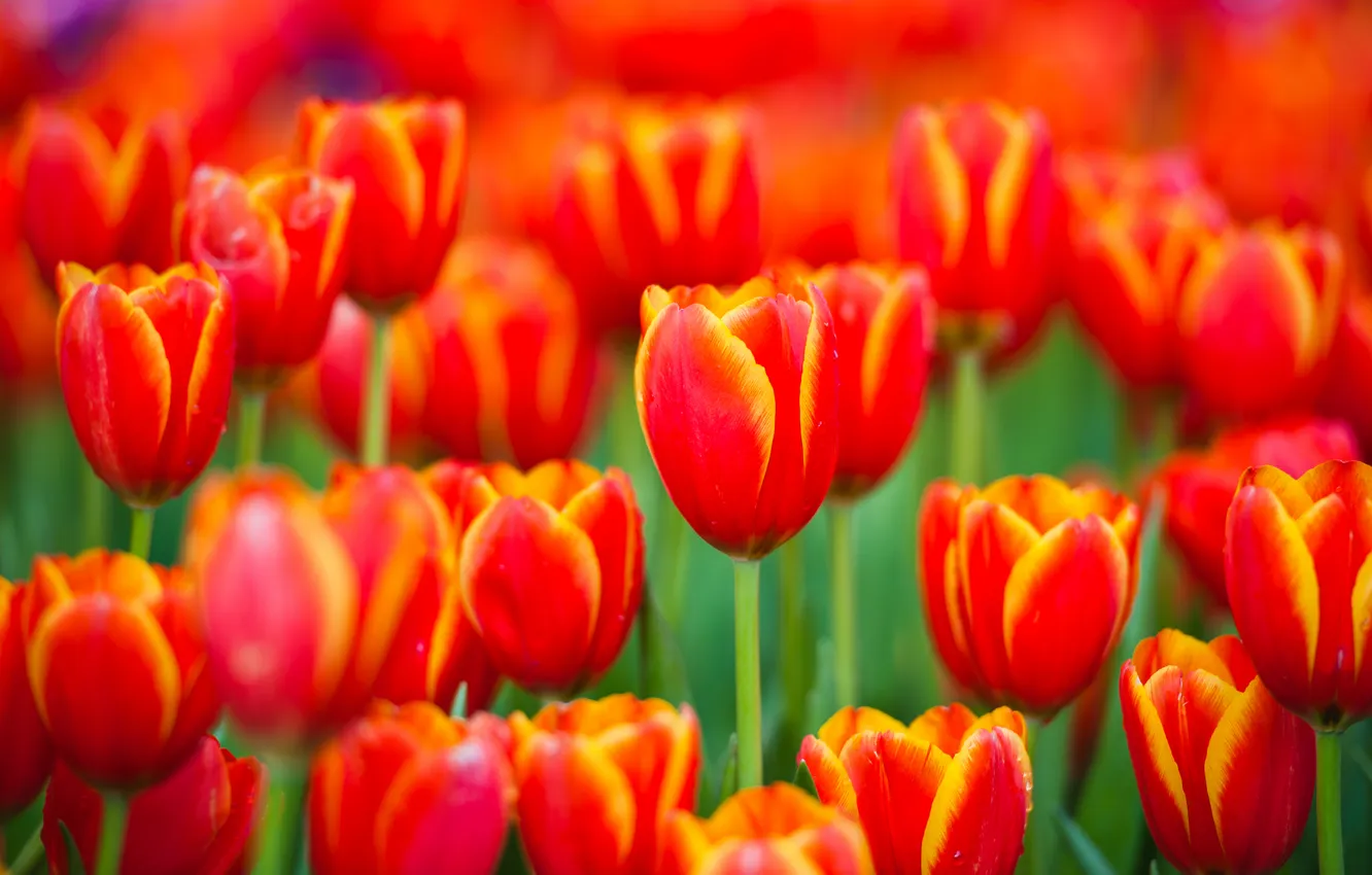 Photo wallpaper flowers, nature, spring, petals, tulips, red, buds