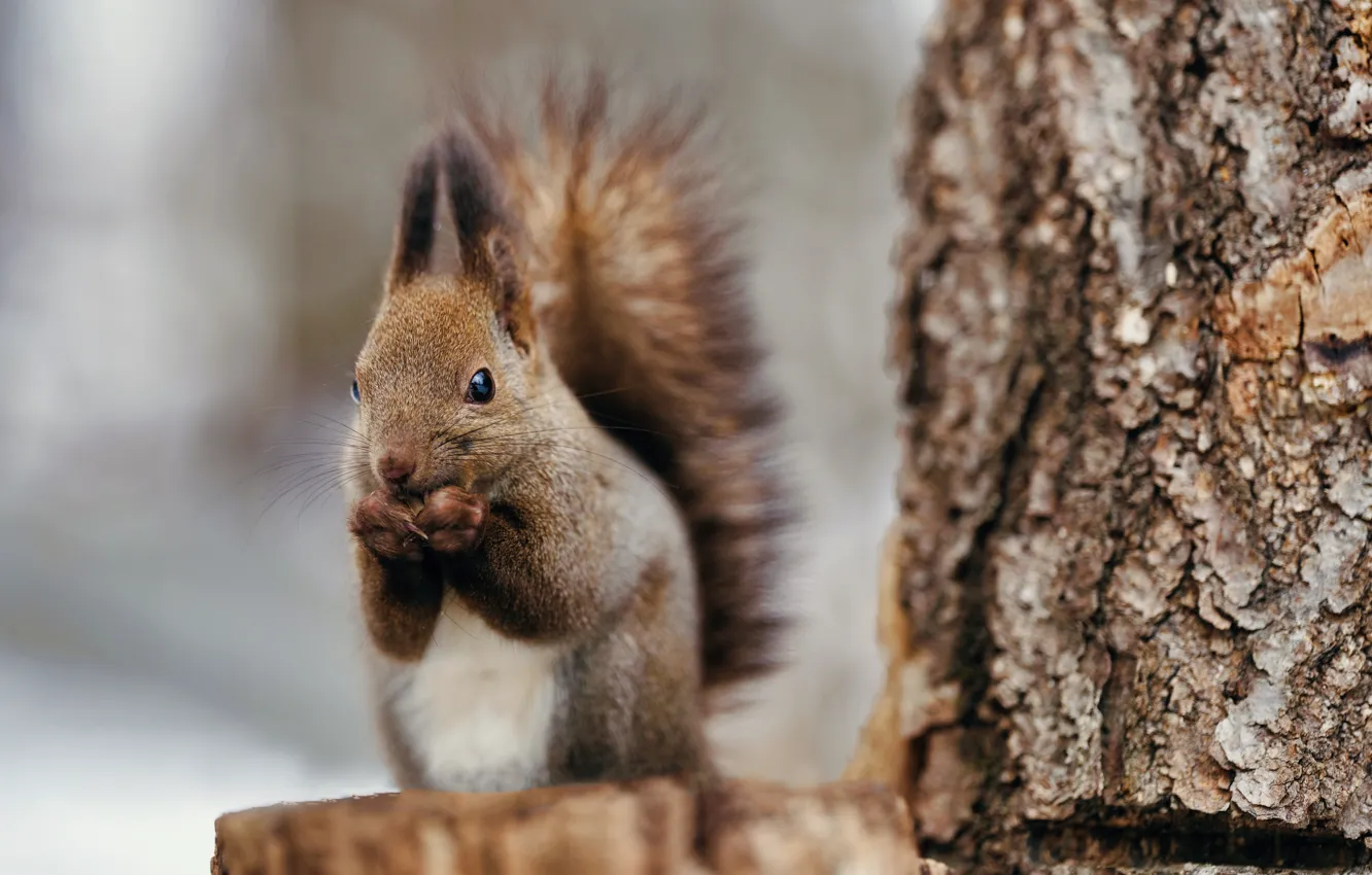 Photo wallpaper look, trees, stump, protein, bark, face, sitting, brown