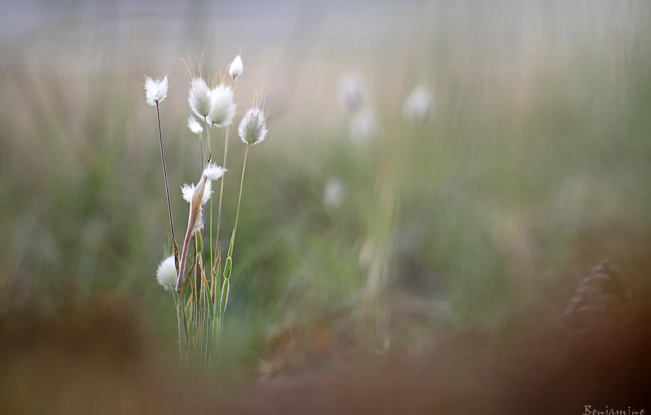 Photo wallpaper grass, blur, spikelets, Benjamine