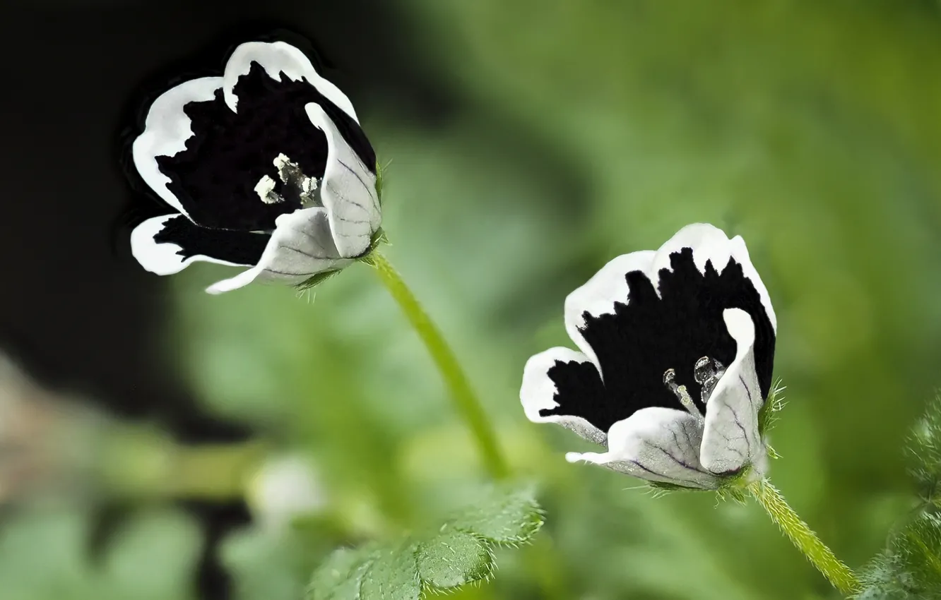 Photo wallpaper Black White, white flowers, depth of field, Tiny small
