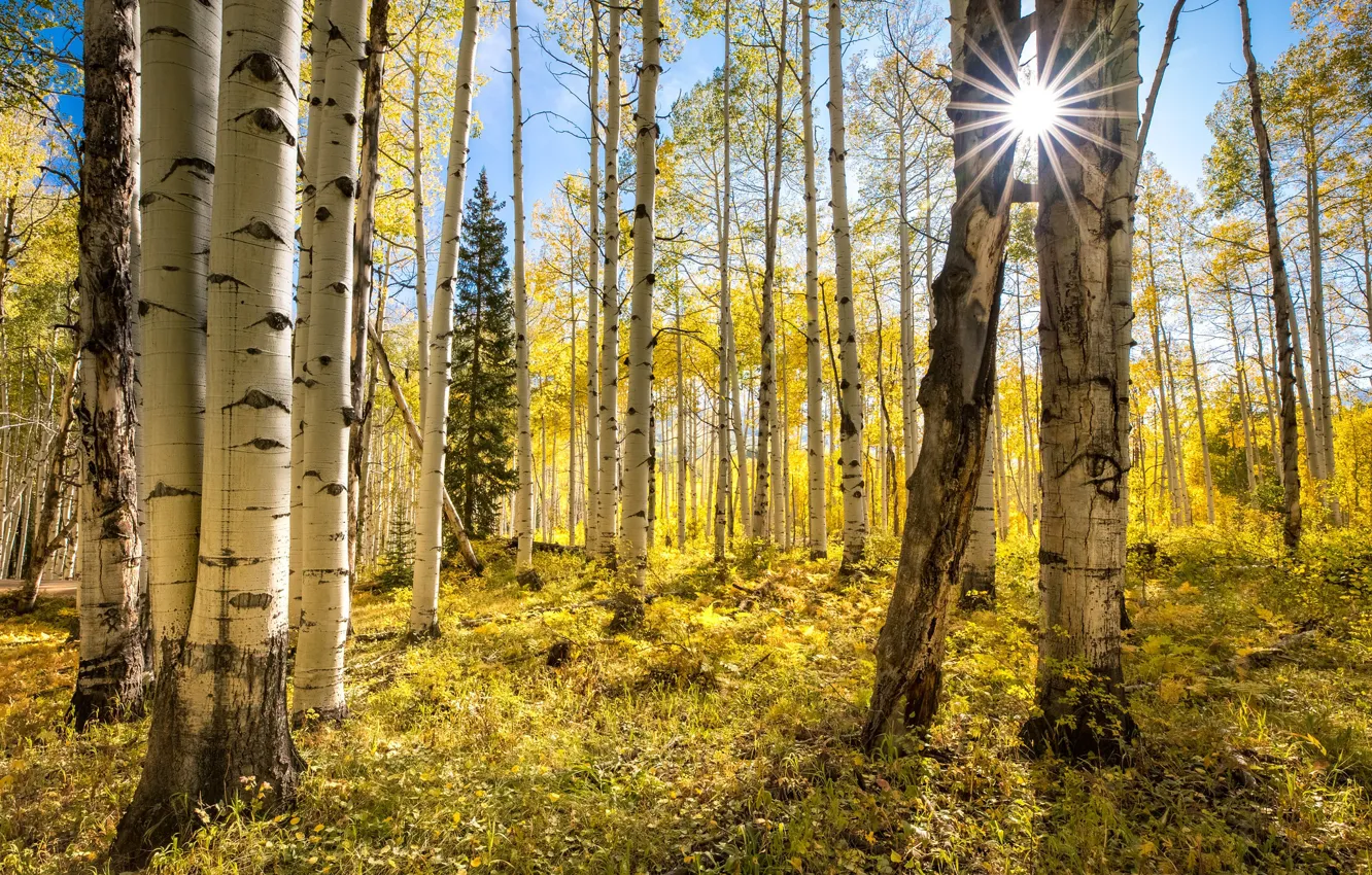 Photo wallpaper forest, the sun, trees, birch, rays