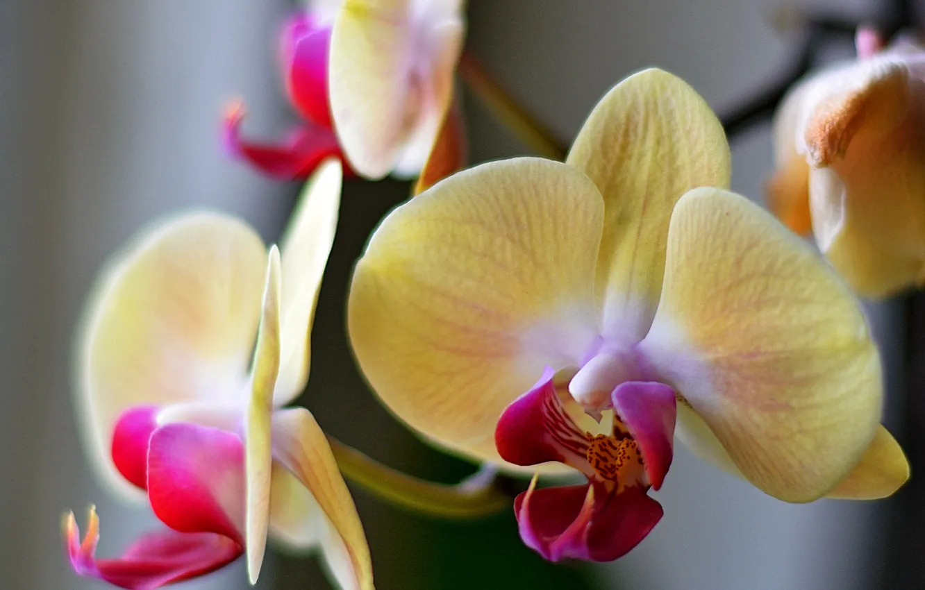 Photo wallpaper flowers, nature, Orchid, falinopsis