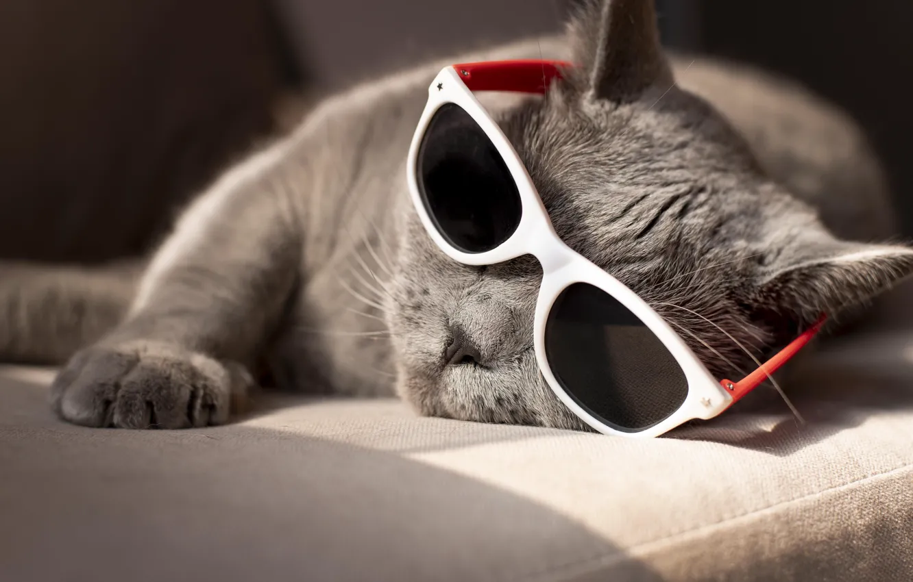 Photo wallpaper cat, grey, sunglasses