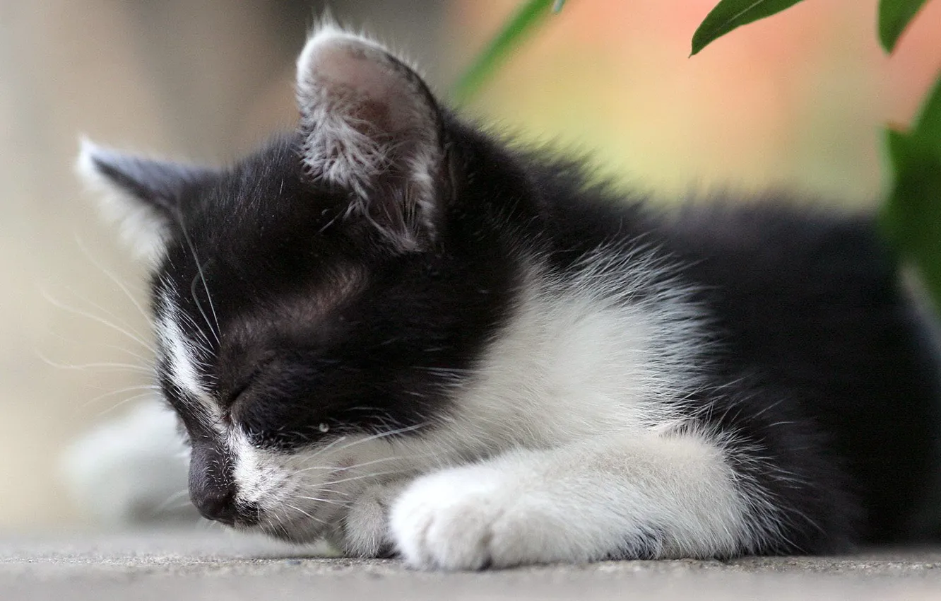 Photo wallpaper white, leaves, black, kitty