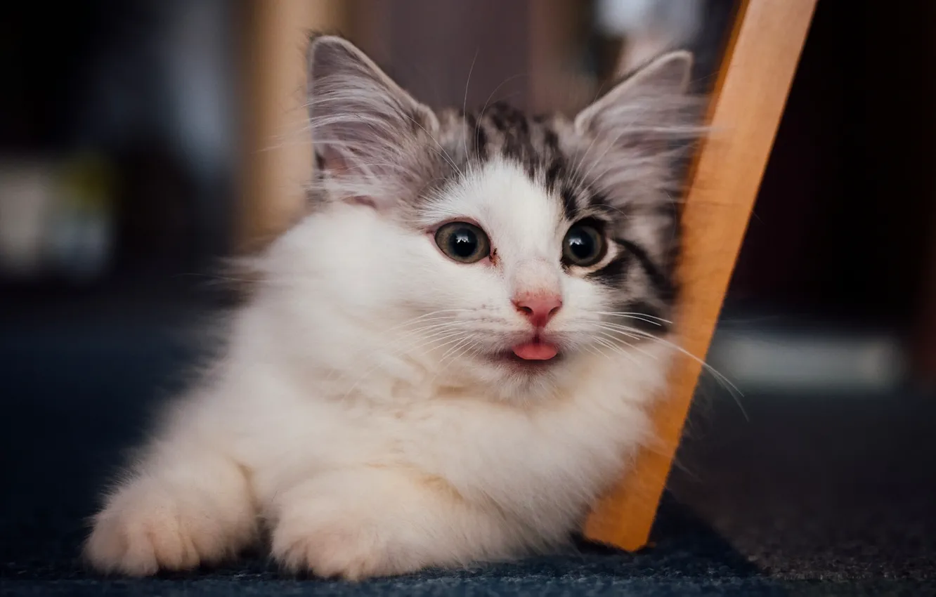 Photo wallpaper look, fluffy, kitty