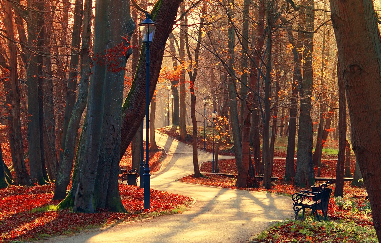 Photo wallpaper autumn, forest, leaves, trees, bench, nature, Park, view
