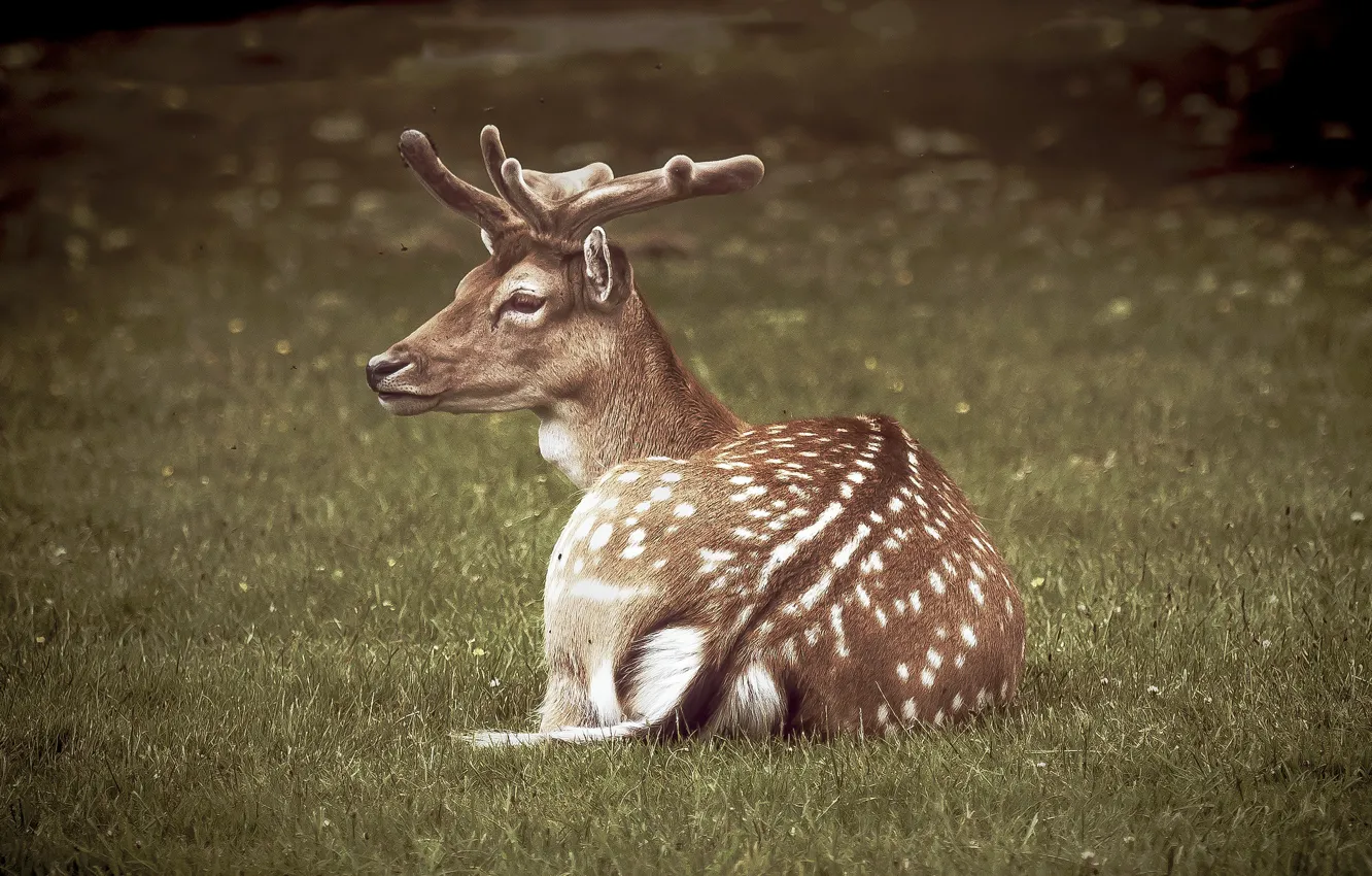 Photo wallpaper deer, horns, animal
