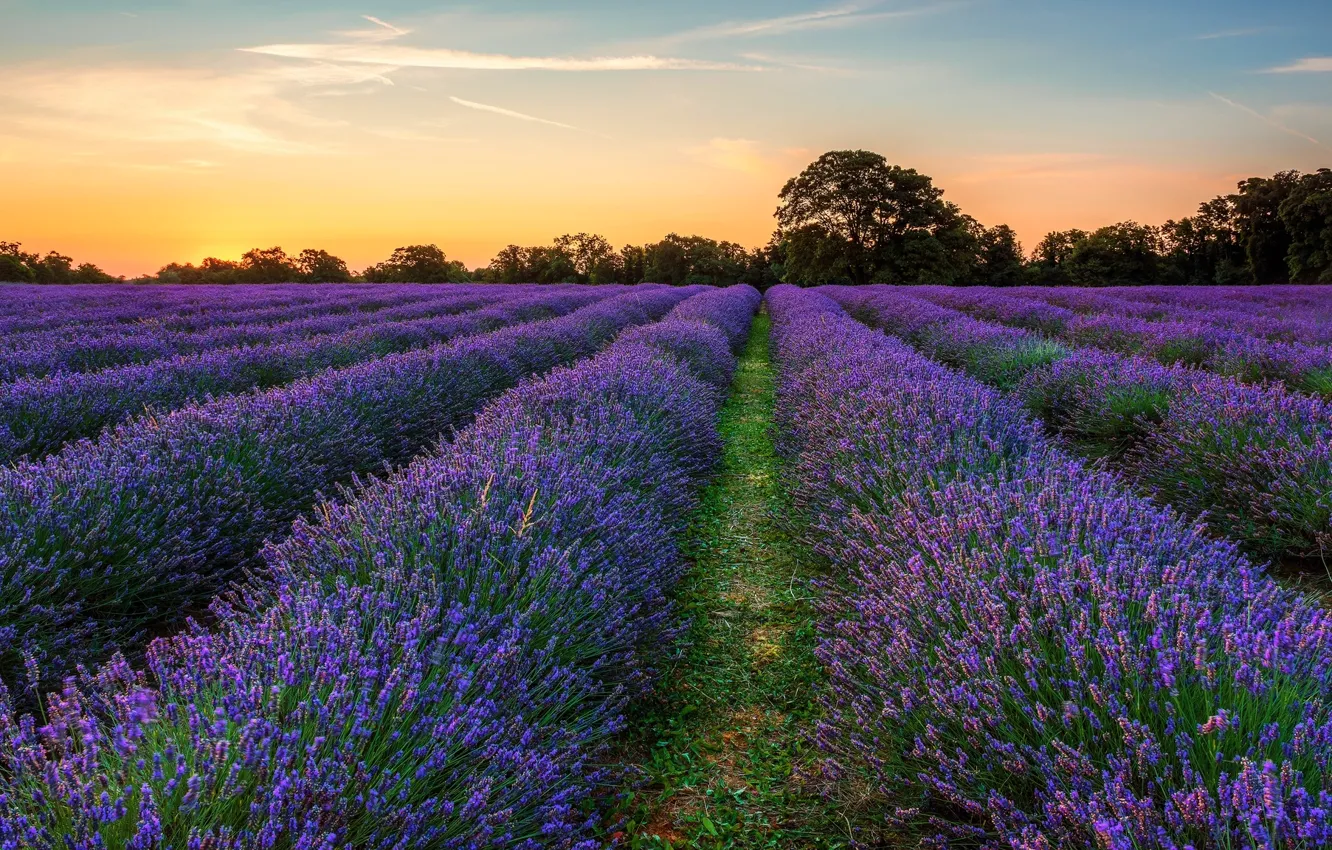 Photo wallpaper field, purple, the evening, lavender