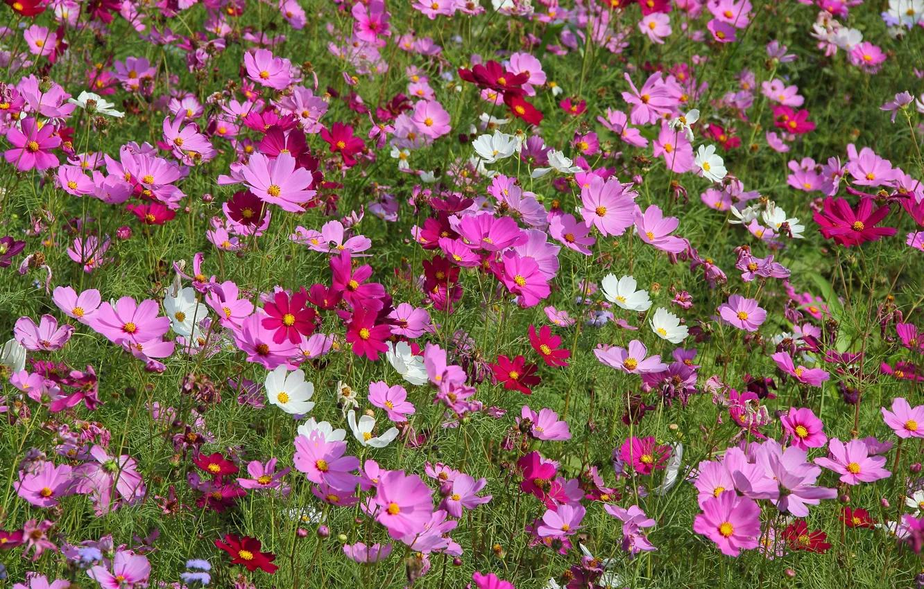 Photo wallpaper field, nature, plant, petals, meadow, kosmeya