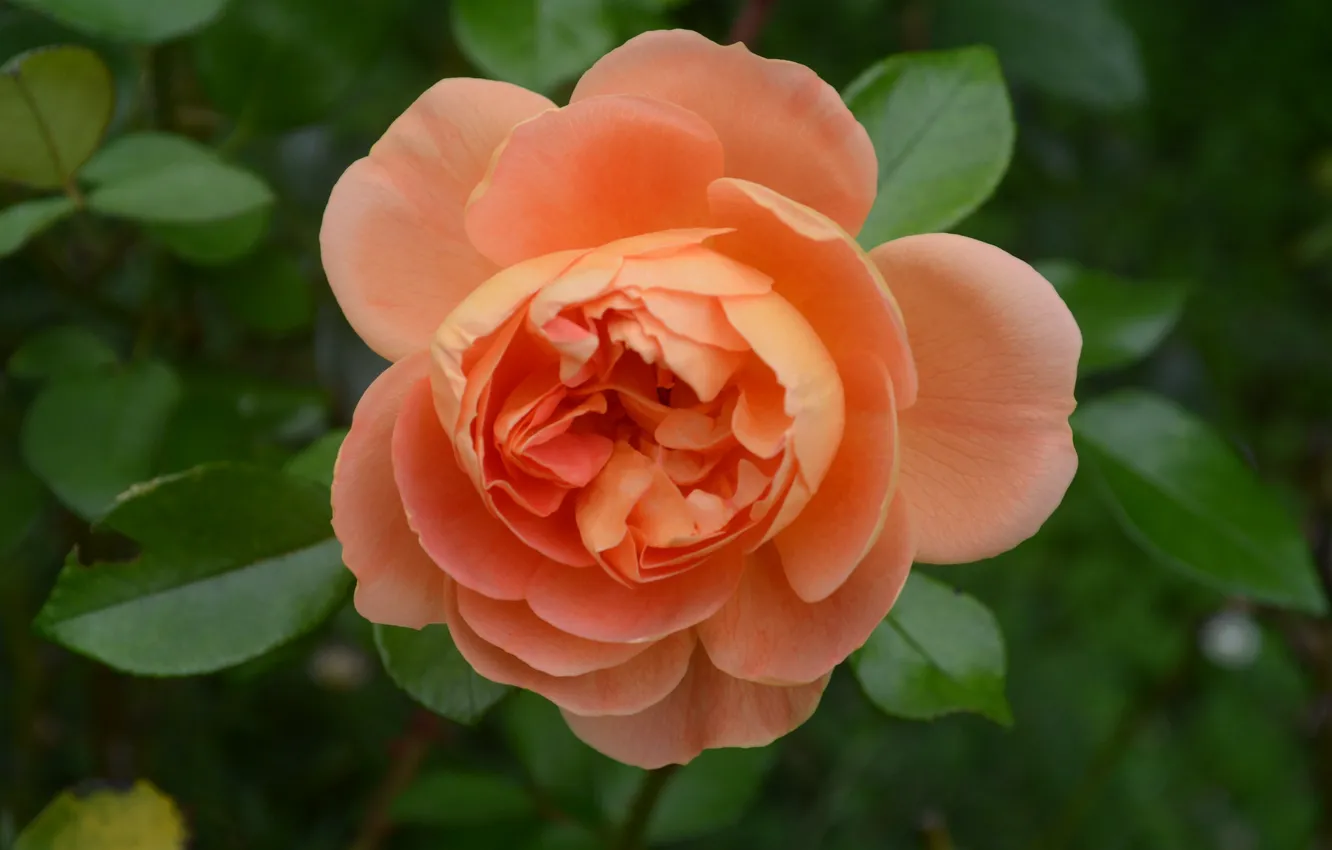 Photo wallpaper macro, roses, petals, buds, ornzhevye