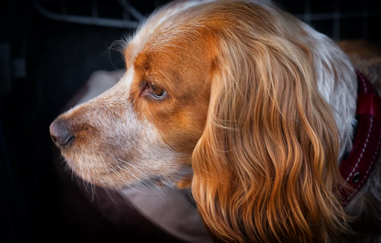 Photo wallpaper dog, muzzle, profile